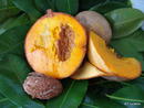 Mammea americana - Abricot des Antilles - © Cirad, F. Le Bellec