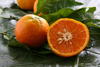 Citrus reticulata - Mandarine 'Kara' - © F. Le Bellec