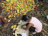Contrôle de la qualité des cabosses de cacao à Madagascar - © Cirad, Frédéric Descroix